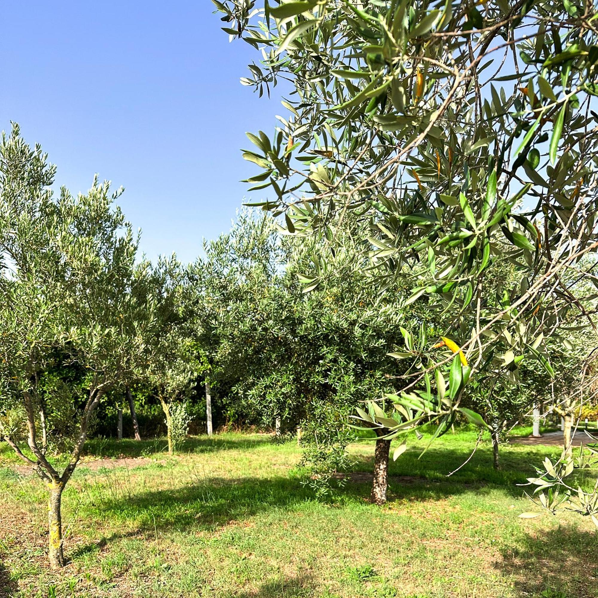 Tenuta Nunziata - Food, Event, Biofarm 托雷安农齐亚塔 外观 照片